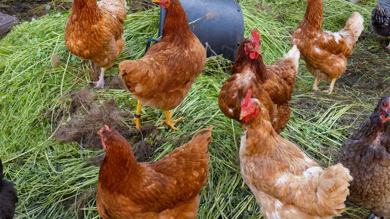 Giving pigs and chickens names could put children off eating meat