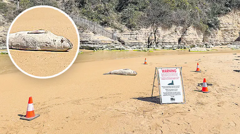 Young seal returns to sea