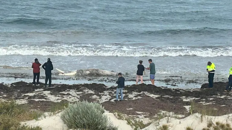 Whale carcass shuts Cottesloe beaches with people warned to stay out of the water as sharks sighted