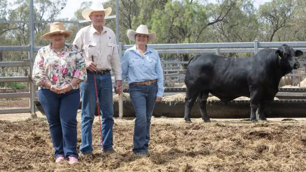 Quality genetics help push Rockhampton Brangus sale average past $15,000