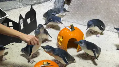 Halloween spirit