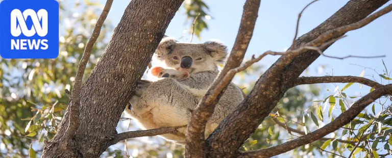 NSW's second-largest national park created to protect koalas