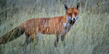 Calling species ‘invasive’ – and culling them – isn’t done lightly. But it matters to Australia’s threatened species