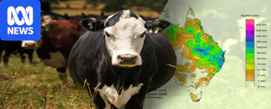 Cattle prices hit 'a new gear' as rain tumbles down