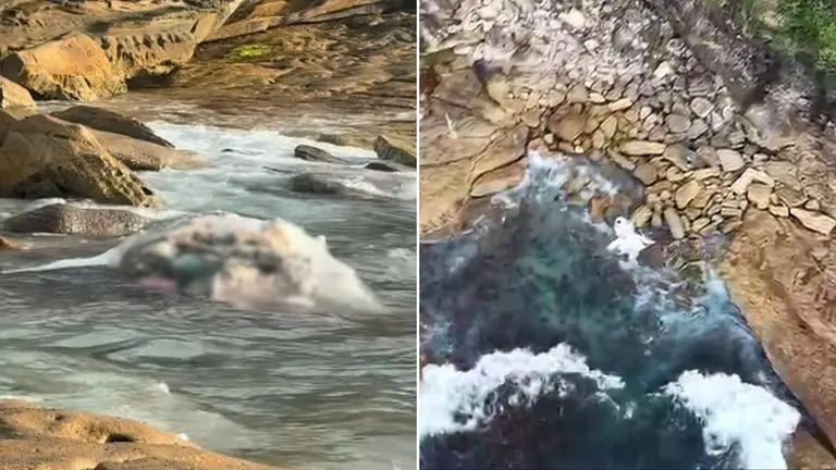 Whale carcass washes up in Sydney shutting Maroubra and Coogee beaches