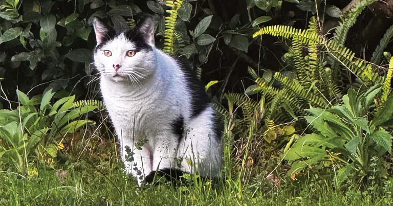 Community Spirit Reunites Missing Cat Max with Owner