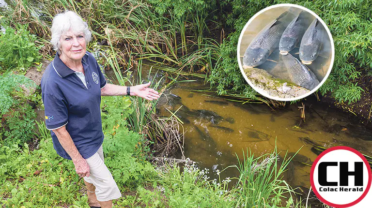 Influx of carp across waterways