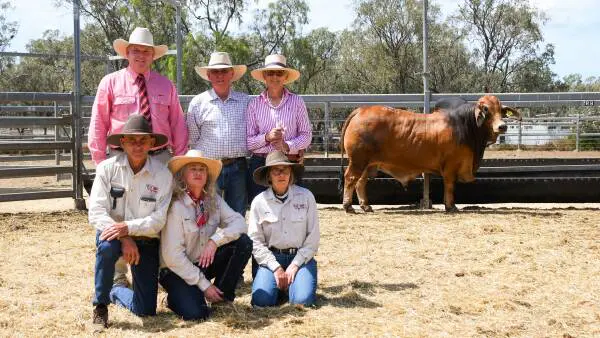 Rocky Brahman Week day three: bull equals red Brahman sale record at CQLX