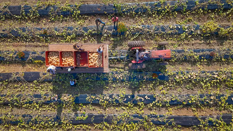 Stop the Scams, Save the Farmers: NSW Labor Hire Rules Spark Red Tape Warning