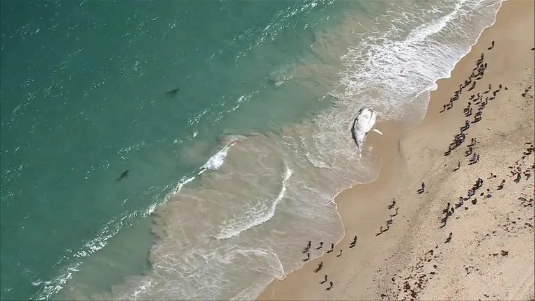 Perth beaches reopened days after being deemed too unsafe due to whale carcass attracting shark frenzy
