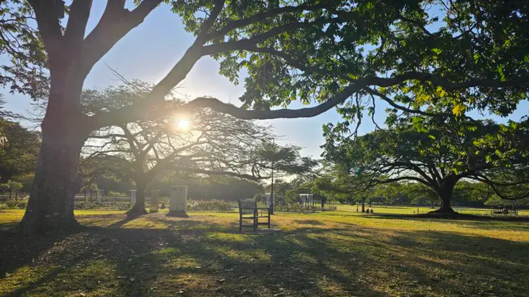 Forest bathing: It’s the natural thing to do