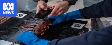 人工智能如何助力龙虾产业（University of Tasmania（塔斯马尼亚大学））