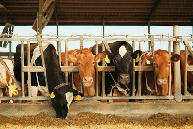 Australia’s leading beef competition marks 30 years