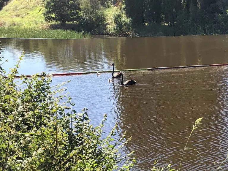 Return of pool noodles to stop cygnets being swept away ‘tricky’ decision, says rescue group
