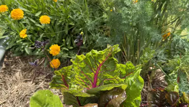 October in the garden