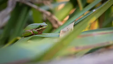 Frog of the month has mighty call – for its size