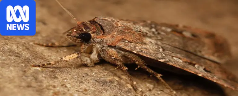 Millions of bogong moths trigger rain warnings on weather maps