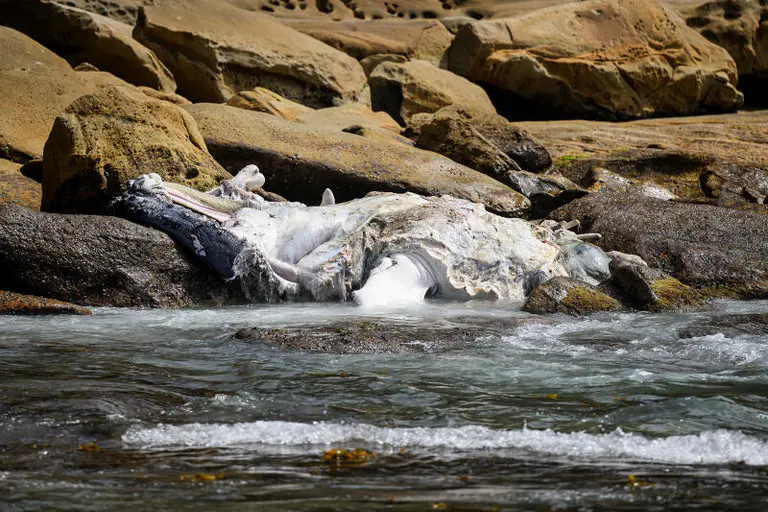 Rangers assist after whale carcass washes onto rocks