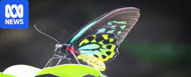 How much do you know about nature's small wonders? Try our insect quiz