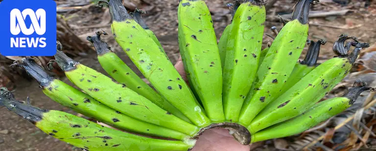 Farmers wear cost as starving flying foxes damage banana, berry crops