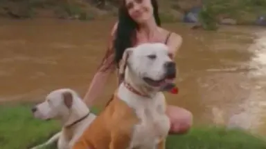 Brisbane City Council pursues owner of pit bulls after jogger attack