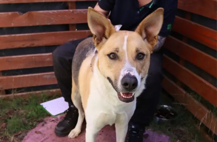 RSPCA ACT’s Pets of the Week: Bella and Hank