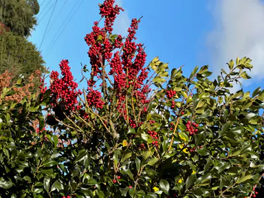 在森林里除草，可行吗？