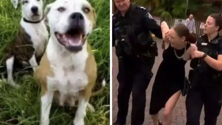 布里斯班切尔赛德：咬伤男子的犬只主人在戏剧性逮捕前发声