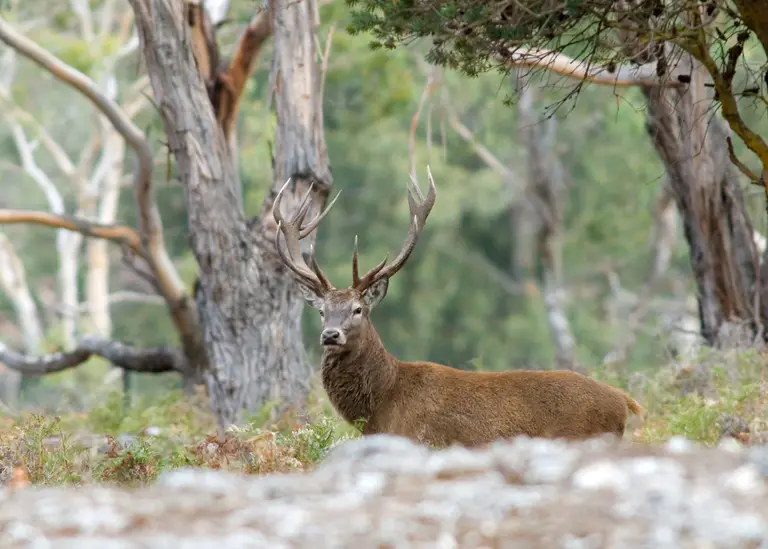 Victoria in $1.7m deer-culling boost as species’ adverse effects take toll