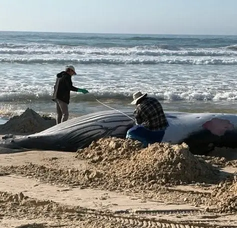 Tow or bury? Tweed seeks public views on dead whale disposal