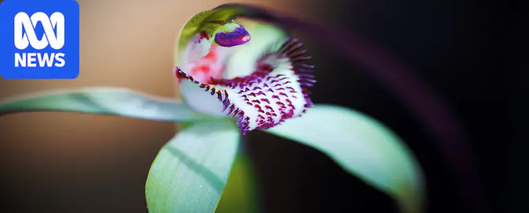 Helping snap brilliant photos of orchids all part of conservation work