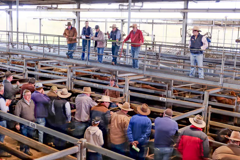 Yarding of 1046 head at NRLX cattle sales