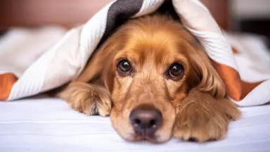 Canine parvovirus warning for Perth dog owners after cases detected in Balcatta and surrounding suburbs