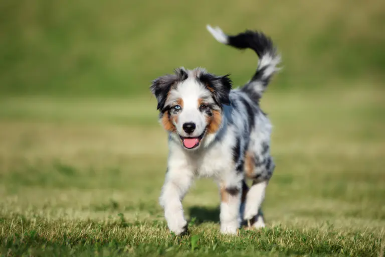 Larpent dog breeder seeking permit