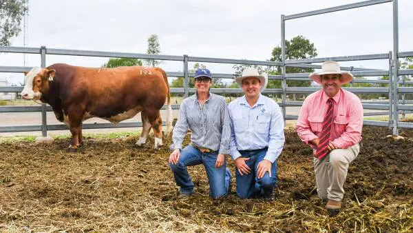 New Queensland venue delivers strong results for Woonallee Simmental sale