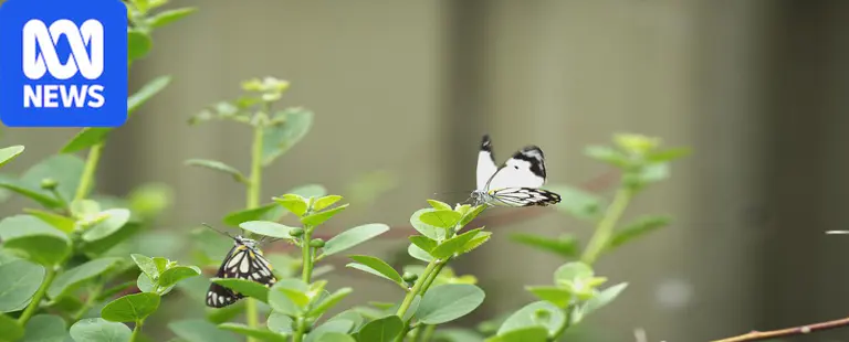 'Extremely fortunate' conditions bring caper white butterflies to Adelaide