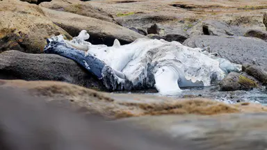 Whale carcass washes ashore for third time, another Sydney beach closed