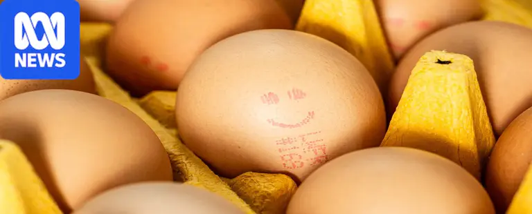 ACCC takes egg 'cartel' to court