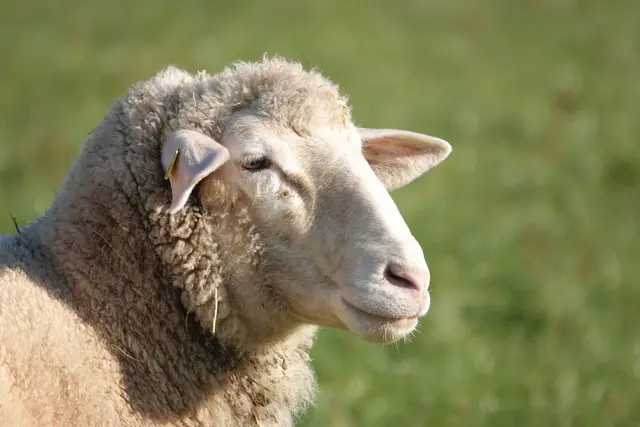Quality remains good as woolly lambs emerge