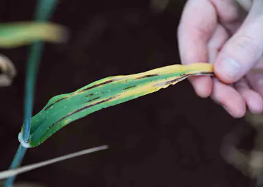 Darling Downs barley research uncovers hidden disease risk