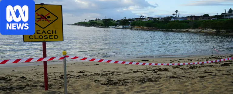Decomposing whale carcass re-emerges on Sydney's Malabar Beach