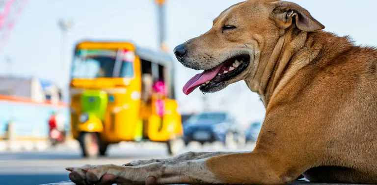 What can free-living Indian street dogs teach us about how to care for pet dogs?