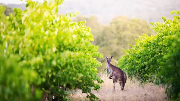 This $66 Aussie escape has been named the nation's most affordable day trip
