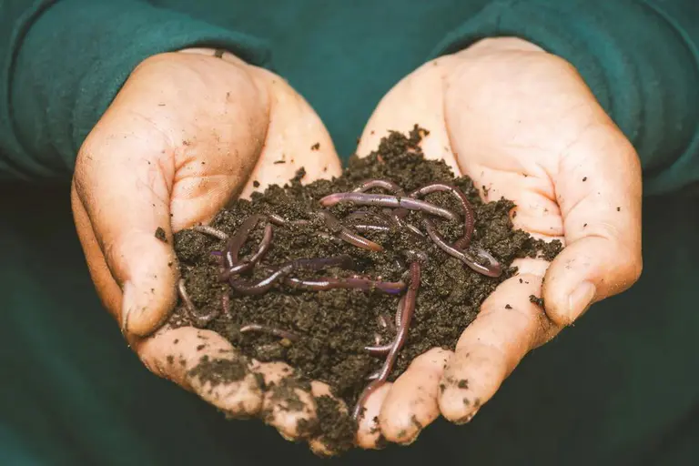 A practical look into soils