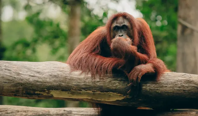 Zoo slashing fears