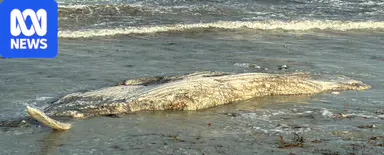 Cottesloe beaches shut as second dead whale washes ashore